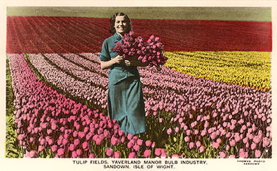 Yaverland Tulip Field